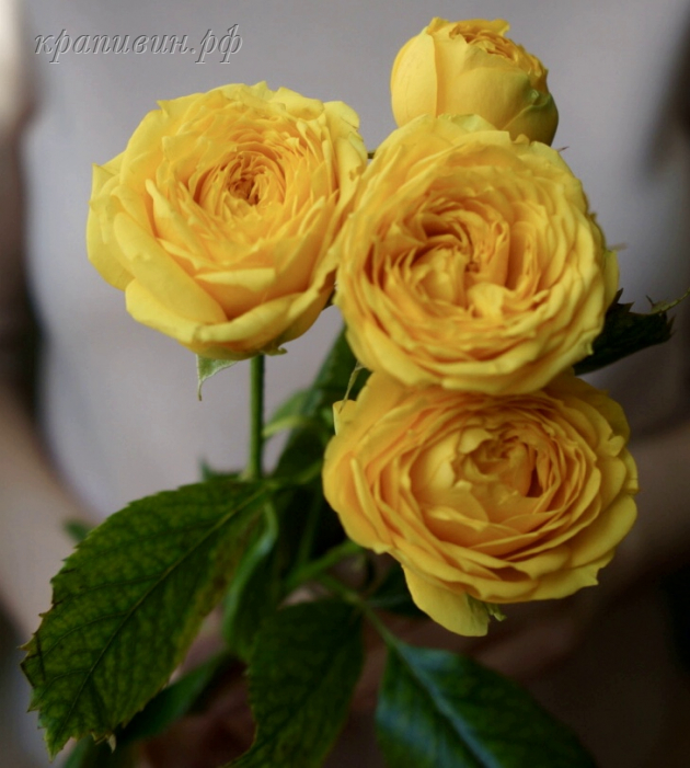 Роза спрей Луна Трендсеттер